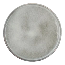Dinerbord Salt & Pepper Artisan Green 27,5 cm (Set van 4)
